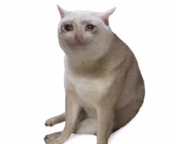 Cash Cat